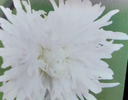 Lychnis ‘Petit Henry’ - Koekoeksbloem