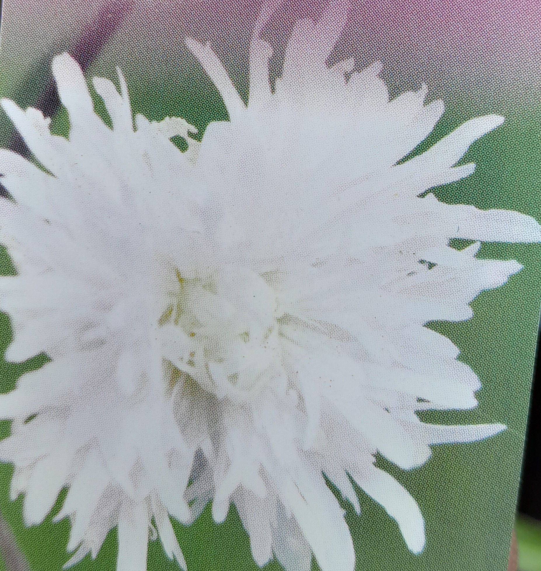 Lychnis ‘Petit Henry’ - Koekoeksbloem