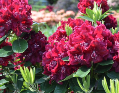 Rhodondendron ‘polarnacht’