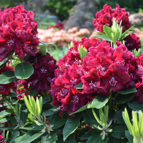 Rhodondendron ‘polarnacht’ - Rododendron