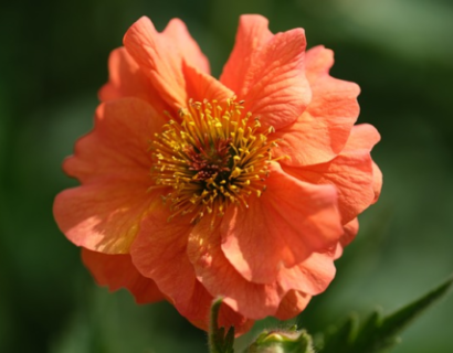 Geum ‘Mai Tai’ - Nagelkruid