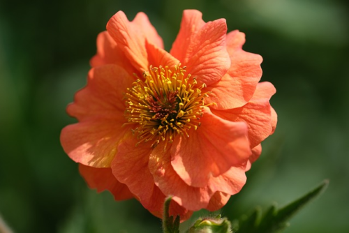 Geum ‘Mai Tai’ - Nagelkruid