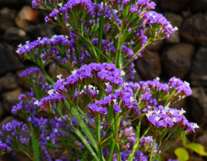 Limonium ‘Dazzle Rocks’ - Lamsoor