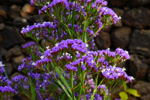 Limonium ‘Dazzle Rocks’ - Lamsoor