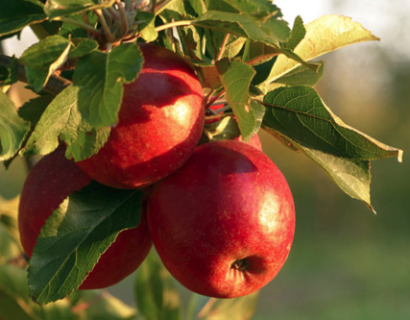 Malus ‘Junami’