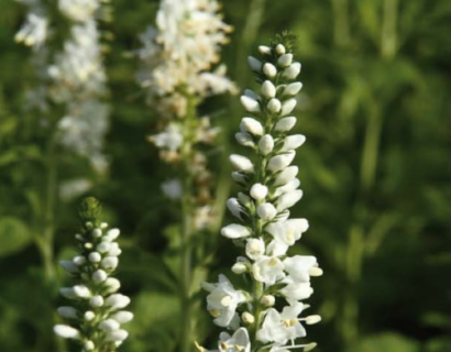 Veronica longifolia ‘Schneeriesin’ - Ereprijs