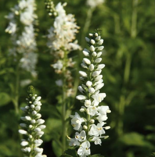 Veronica longifolia ‘Schneeriesin’ - Ereprijs