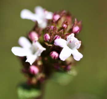 Thymus citriodorus variegatus - Citroentijm