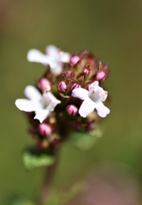 Thymus citriodorus variegatus - Citroentijm