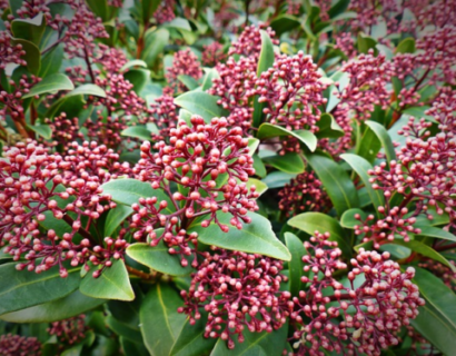 skimmia japonica’Perosa’