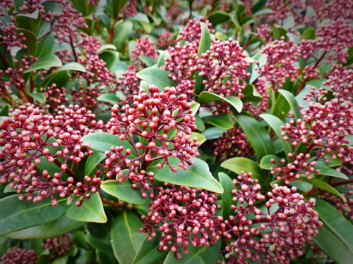 skimmia japonica’Perosa’ - Skimmia