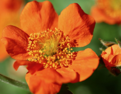 Geum coccineum ‘Borisii’ - Nagelkruid