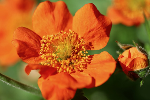 Geum coccineum ‘Borisii’ - Nagelkruid