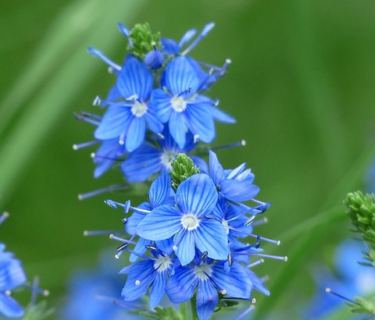 Veronica prostrata - Liggende ereprijs