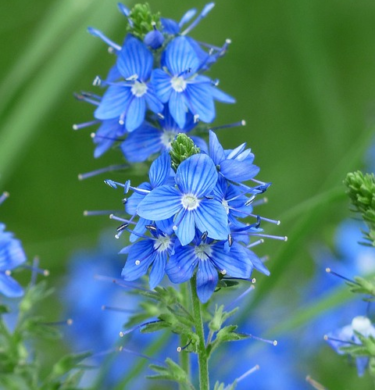 Veronica prostrata - Liggende ereprijs