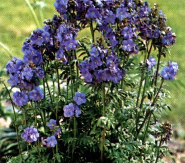 Polemonium  reptans ‘Blue Pearl’ - Jacobsladder