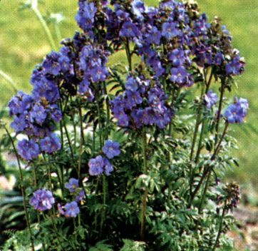 Polemonium  reptans ‘Blue Pearl’ - Jacobsladder