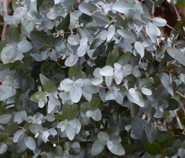 Eucalyptus Gunni (op stam) - Cidergomboom