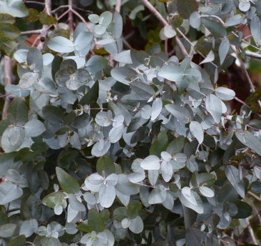 Eucalyptus Gunni (op stam) - Cidergomboom