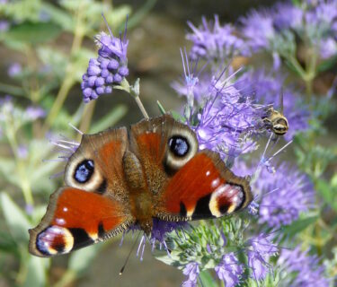 Caryopteris ‘Grand Blue’