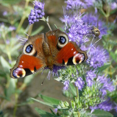 Caryopteris ‘Grand Blue’ - Baardbloem, blauwe spirea