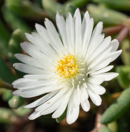 Delosperma congestum ‘Album’ - Ijslboem