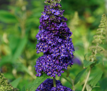 Buddleja ‘Summerbird midnight’