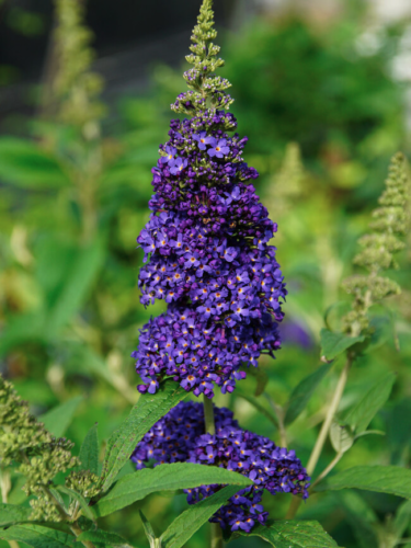 Buddleja ‘Summerbird midnight’ - Vlinderstruik