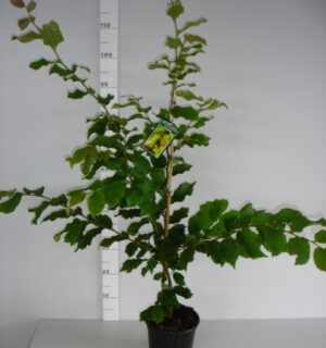 Parrotia persica ‘Vanessa’ - Perzisch ijzerhard