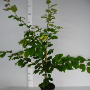 Parrotia persica ‘Vanessa’ - Perzisch ijzerhard