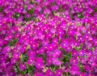 Aubrieta ‘Cascade Red’ - Randjesbloem