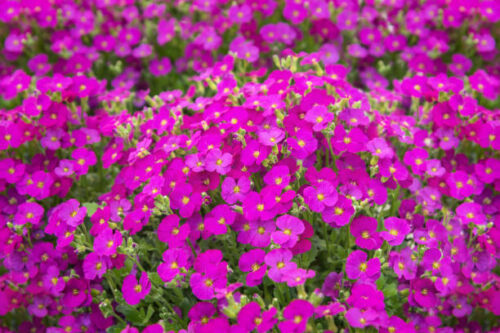 Aubrieta ‘Bressingham Red’ - Randjesbloem