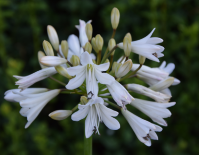 Agapanthus ‘White Beetle’ - Afrikaanse lelie