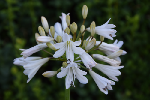 Agapanthus ‘White Beetle’ - Afrikaanse lelie