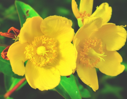 Hypericum polyphyllum - Hertshoorn