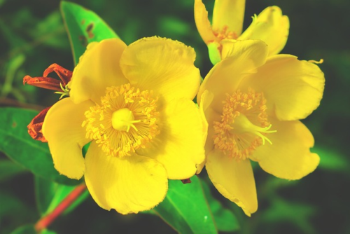 Hypericum polyphyllum - Hertshoorn