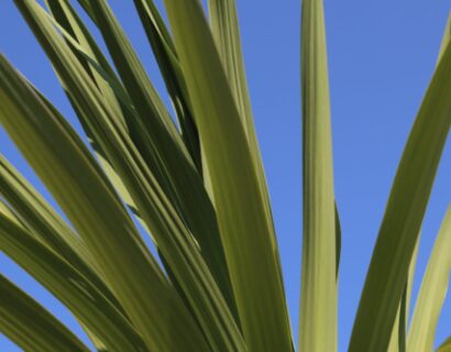 Cordyline australis emerald star - Cordyline