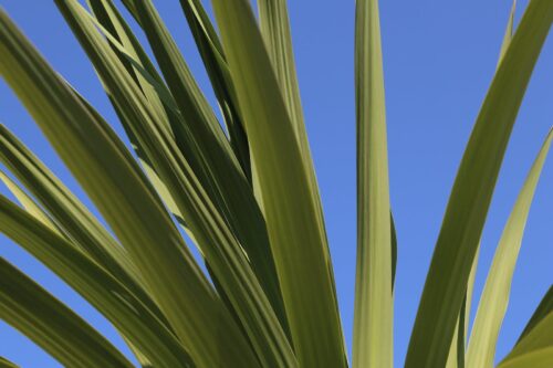 Cordyline australis emerald star - Cordyline