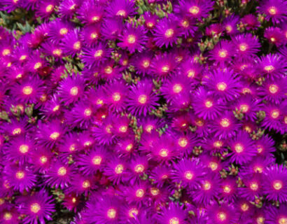 Delosperma cooperi ‘Table Mountain’ - Ijsbloem