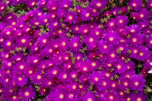 Delosperma cooperi ‘Table Mountain’ - Ijsbloem