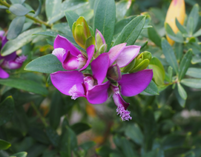 Polygala myrtifolia - Vleugeltjesbloem