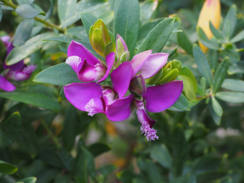 Polygala myrtifolia - Vleugeltjesbloem