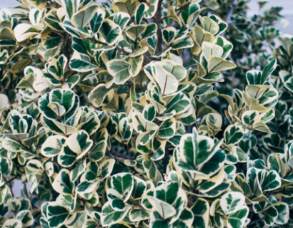 Euonymus japonicus ‘Gray Beauty’ - Kardinaalsmuts