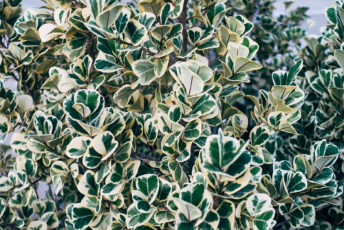 Euonymus japonicus ‘Gray Beauty’ - Kardinaalsmuts