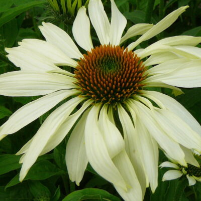 Echinacea ‘Baby Swan White’ - Zonnehoed