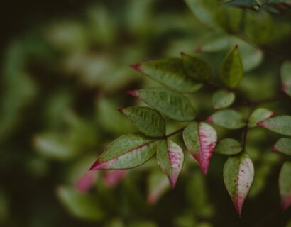 Epimedium grandiflorum ‘Red Beauty’ - Elfenbloem