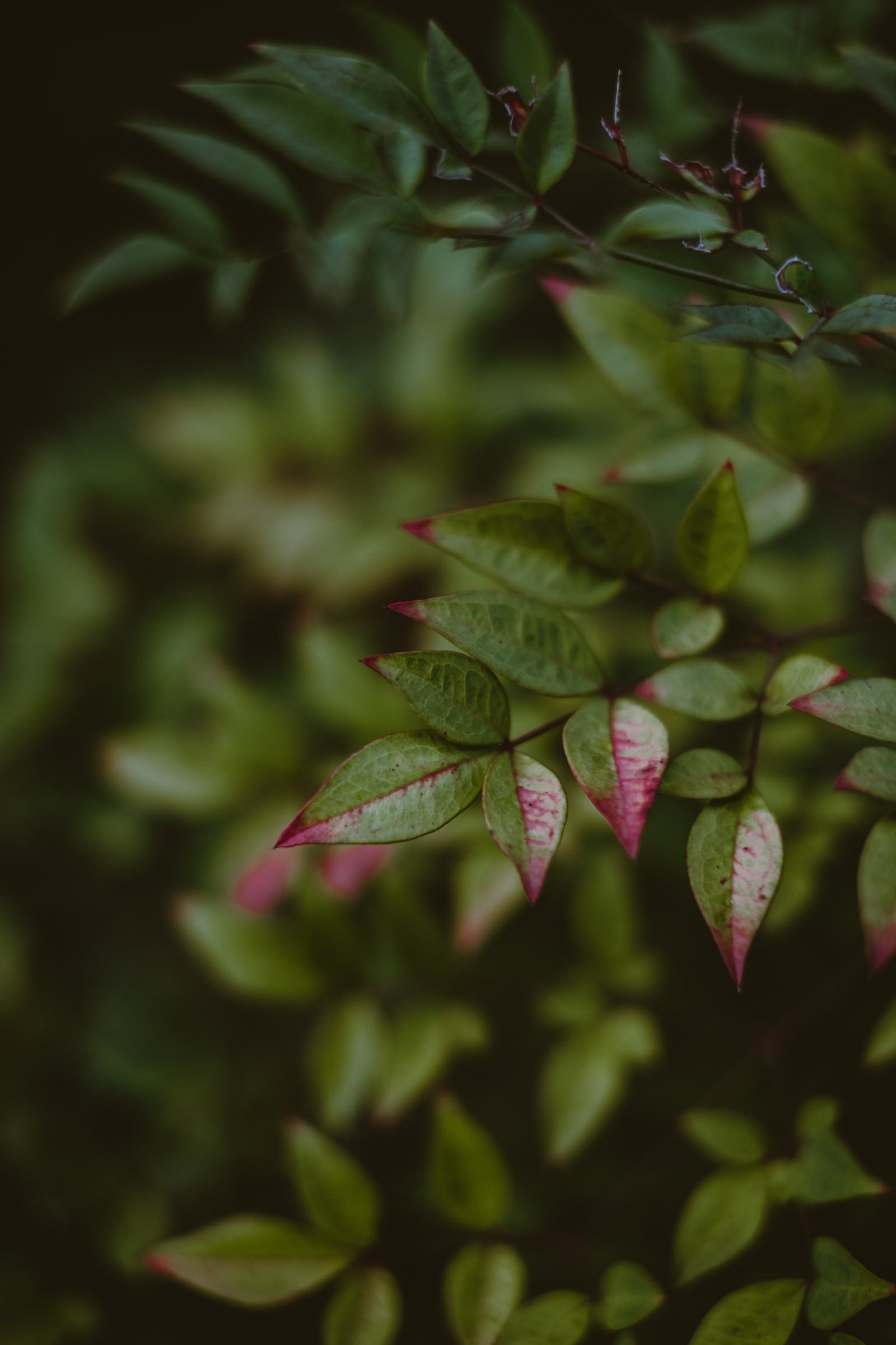 Epimedium grandiflorum ‘Red Beauty’ - Elfenbloem