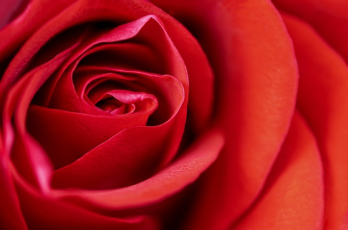 Rosa ‘Zepeti’ - 