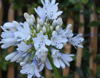 Agapanthus ‘Selma Block’ - Afrikaanse lelie