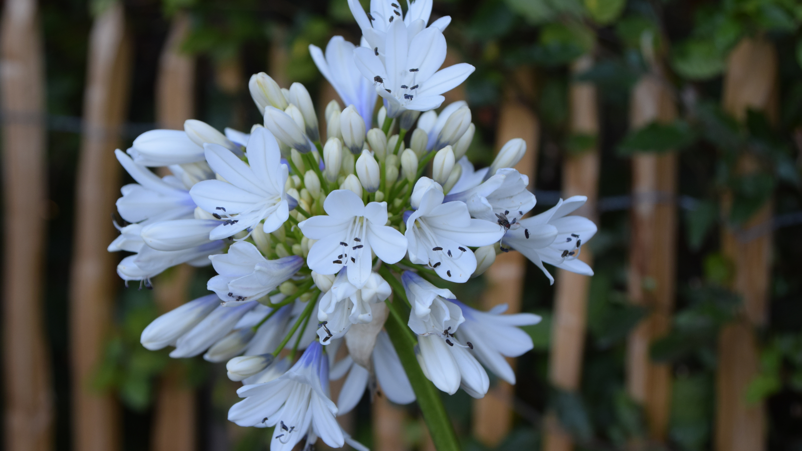 Agapanthus ‘Selma Block’ - Afrikaanse lelie